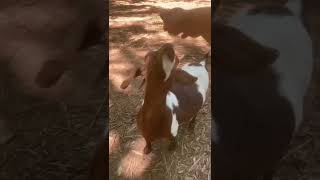 Farm Goats and Bunny #shorts