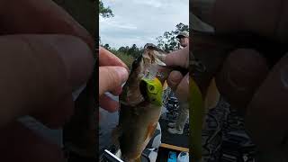 CRANKBAIT almost got me!😲 #bassfishing #fishing #subscribe #shorts #shortsvideo #youtube #bass