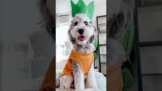 [REUPLOAD] Fantasias de carnaval para Pets! #shorts