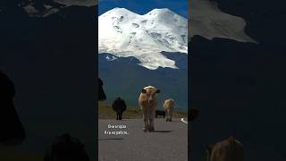 Коровы на курорте - а ты нет #природароссии #горы #mountains #природа #эльбрус #джилысу