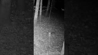 Stare Down With a Bob Cat #trailcam #predatorhunting