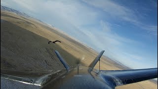 Хакасия. Степи. Орел преследует FPV самолет