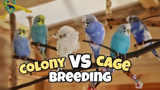 Pros and Cons of Colony Breeding Budgies