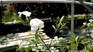 草語 #素馨花 Jasminum grandiflorum (上) —— 盛極廣州城兩千年的 耶悉茗