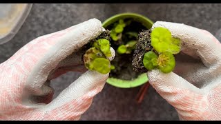 Rex Begonia propagation and progression