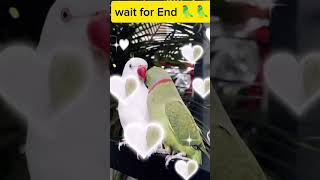 Parrot naughty|Parrot loving relationship|Qadrat Allah ki|#shorts #viralshort #trendingshorts#islam