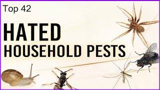 Top 42 - Hated Household Pests