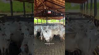 Confira as melhores fazendas à venda no Vale do Araguaia! 🌾🐄 #fazendasavenda #agro