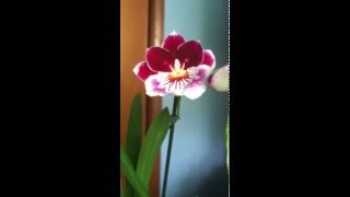 Miltoniopsis Breathlesss "Brilliant" in full  hydroponics