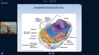 Михаил Никитин. Лекция 12. Происхождение эукариотной клетки.