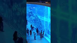 Największe akwarium Dubai Mall @Planetadoogarniecia  #aquarium #dubai #travel #akwarium #traveling