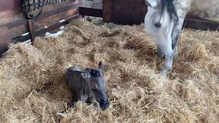 Newborn horse, Kiger mustang/Andalusian.