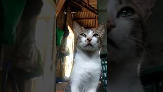 CAT 1 #shortvideo #cat