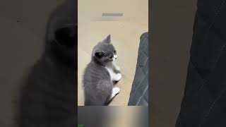 Funny cat videos 🤣📷 #cat #catlover #funnycat #shortvideo #shortsfeed #shorts EPISODE 535