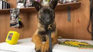 Belgian Malinois Puppy 'Shinga' Part 1