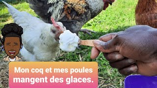 Mes poules 🐔 et mon coq 🐓 mangent la glace.