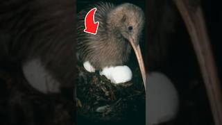 Kiwi Birds Give Birth #kiwi #animals #shorts