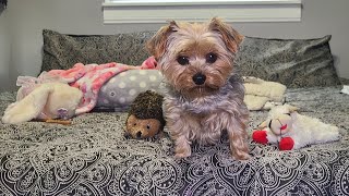 Rylie & Lamb Chop and Guess who?🤣 #goodmorning #lambchop #yorkies #viralvideo #Rylie