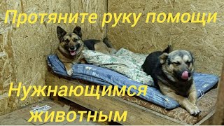 Протяни руку помощи нуждающимся животным