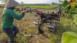 Traktor Sawah Garap Lahan Kering Karena Banyak Tanah Yang Jebol