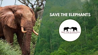 How Save The Elephants is Securing a Better Future for Elephants | Wildlife Conservation Expo 2022