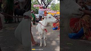 WORLD BEAUTIFUL GOAT 🐐🔊#shortsvideo #youtubeshorts #animalsvoice