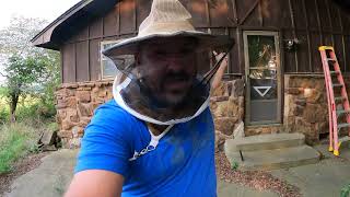 Removing bees from and old house!