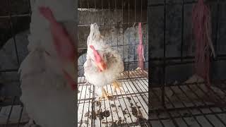 Ayam ganteng warna cantik