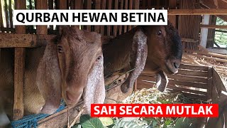 Hukum Qurban Hewan Betina - Ngaji Fiqih