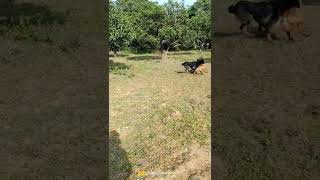 German shepherd male and female playing ..... max nd jasmine