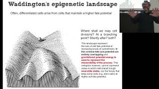 BCS.b_02_Lineage Tracing