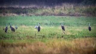 Rainy Day at the Wildlife Refuge: Cranes, Grebes, and other soggy birds