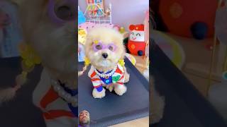 Mỗi ngày một bộ đồ. #shortsshorts #viral #cutedog #poodle #funydog1010 #dogs #usa #usadogs #funydog