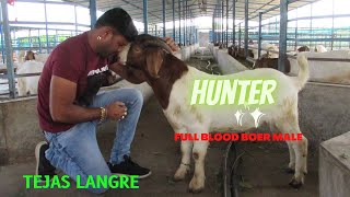 Boer Full Blood Male Hunter | 300+ बोअर शेळ्यांचा फार्म  Tejas Lengre | शेळीपालन यशोगाथा |