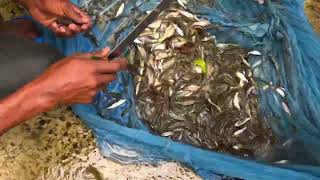 fish video 😱!! Big village net fishing!! Most fish Ever Caught in a CasrNet!!