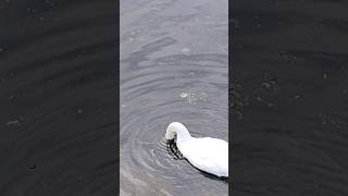 THE HUNTING SWAN