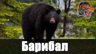 Барибал -  Черный медведь (обитатель Северной Америки,Млекопитающие)