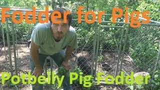 Feeding Fodder and Hay for Potbelly Pigs