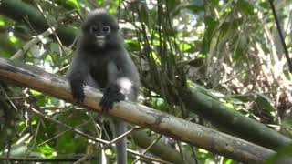 Soundscape of White-handed Gibbon and Forest Noise at Khaen Krachen, Thailand