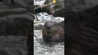 Beaver in the river / Castor dans la rivière #nature #wildlife #suisse #beaver #castor