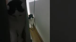 Очееень милый , шотландский вислоухий 🐈🐱