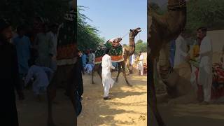 Camel dance #shorts  #shortvideo  #youtubeshorts