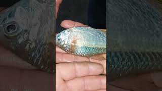 la mojarra más grande que vi en mi vida #pesca #fishing #campanaciudad #rioparana