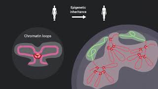 Epigenetic mechanisms overview