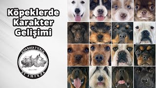 Köpeklerde Karakter Gelişimi