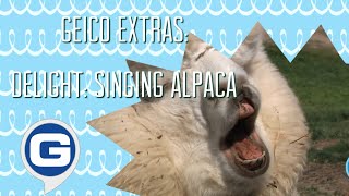 GEICO Extras - Delight: Singing Alpaca 🦙🎼 (2012/13)