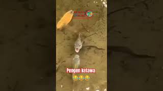 CARA IKAN MENYAMBUT TEMANNYA 😂