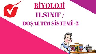 BİYOLOJİ / 11 SINIF / BOŞALTIM SİSTEMİ   2