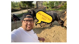 Milking the cow in Punjab---Visiting dads pind.  #punjabi #punjabivlogs #pindawale