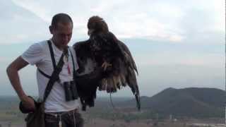 Golden Eagle Training